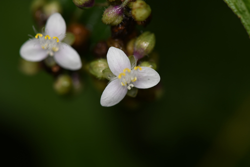 Tripogandra serrulata — photo