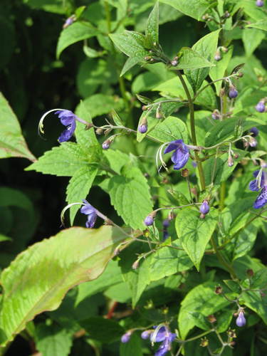 Tripora divaricata