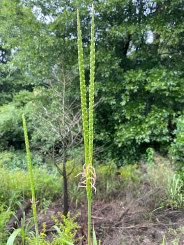 Tripsacum dactyloides (Sesame grass) — photo