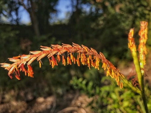 Tripsacum dactyloides