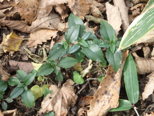 Tripterospermum japonicum (Japanese climbing gentian) — photo