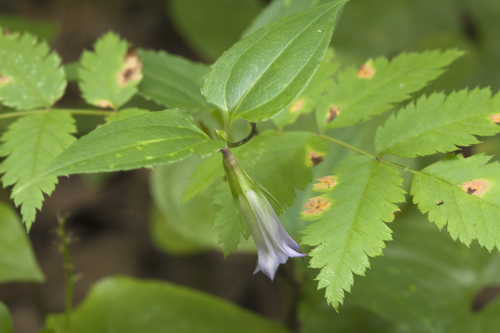 Tripterospermum japonicum