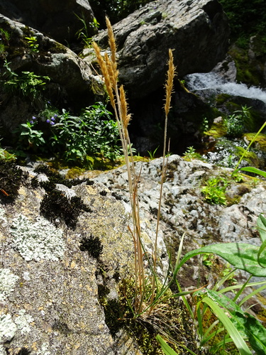 Trisetum spicatum (Bristle grass) — photo