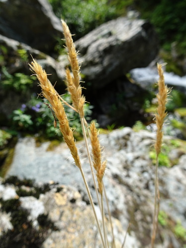Trisetum spicatum