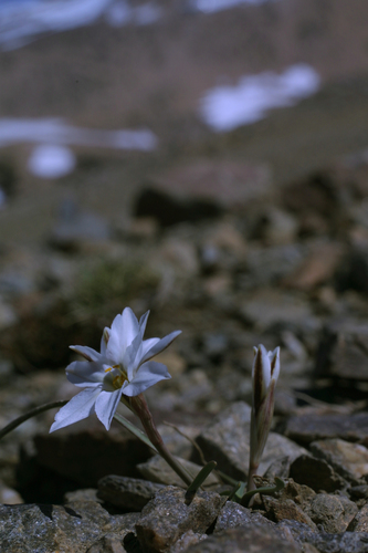 Tristagma patagonicum — photo