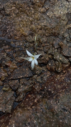 Tristagma patagonicum — photo