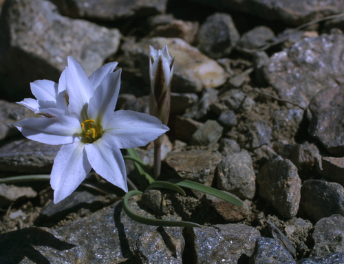 Tristagma patagonicum