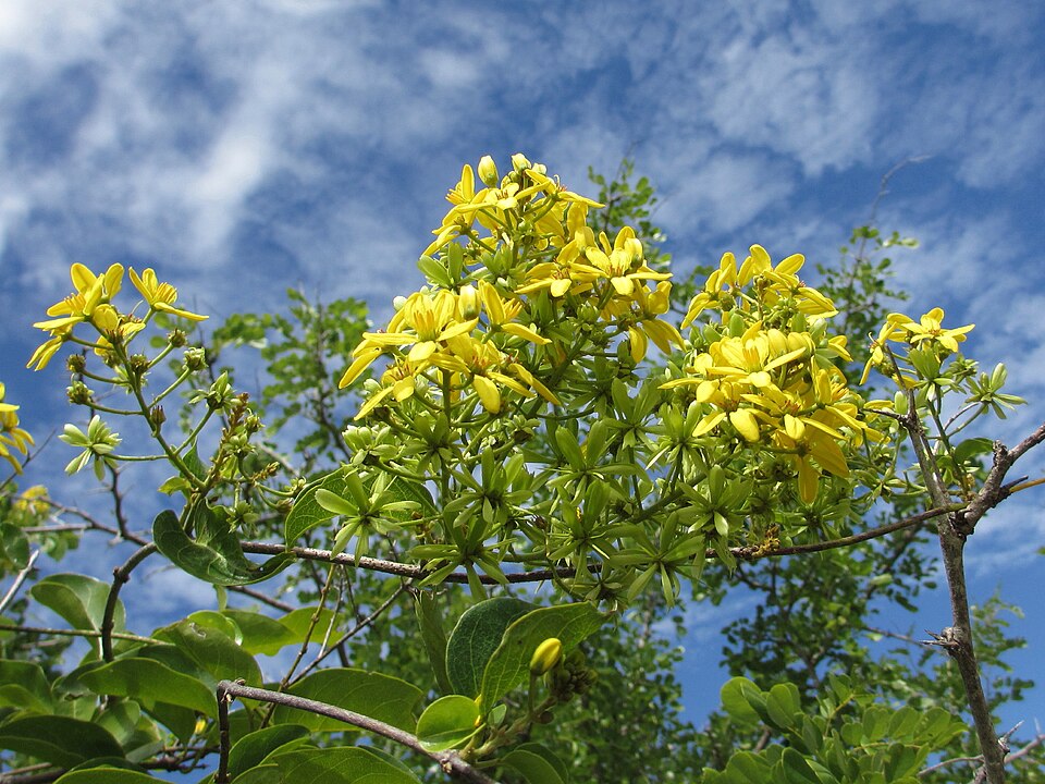 Tristellateia africana