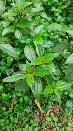 Tristemma incompletum — photo