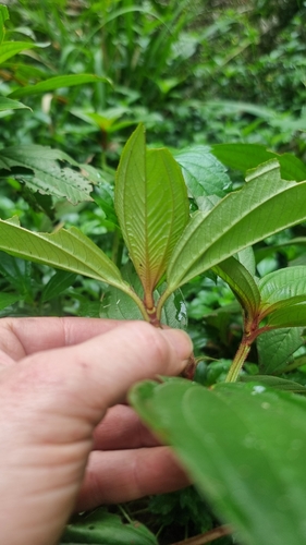 Tristemma incompletum — photo