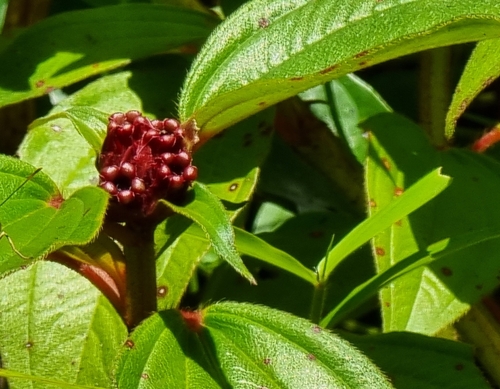 Tristemma incompletum