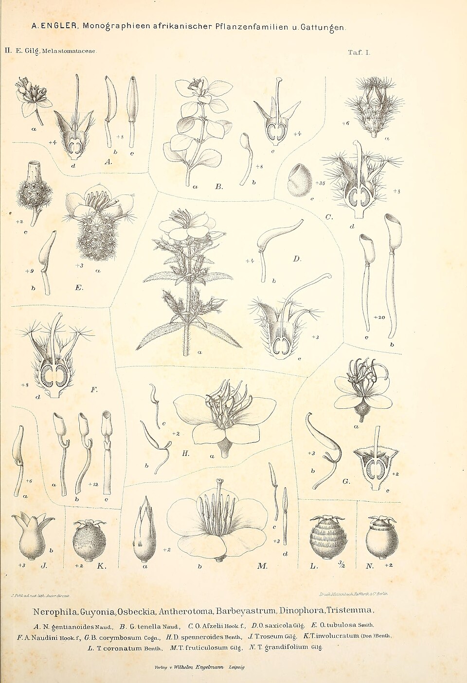 Tristemma leiocalyx