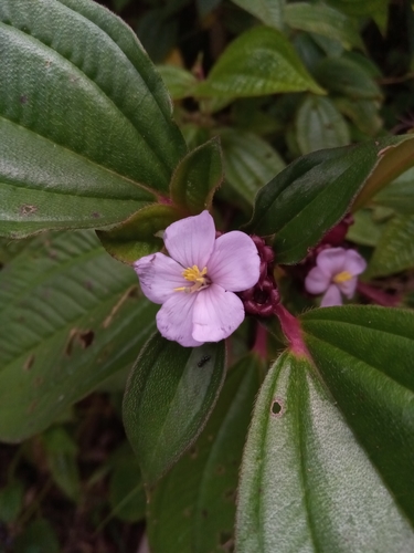 Tristemma mauritianum — photo