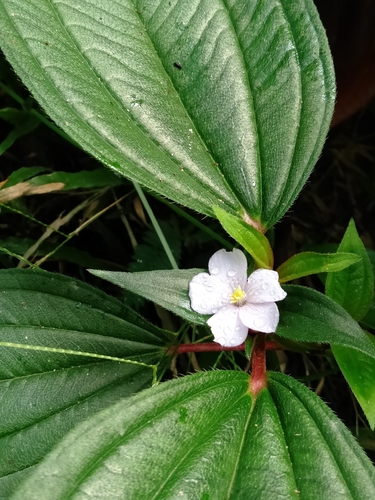 Tristemma mauritianum — photo