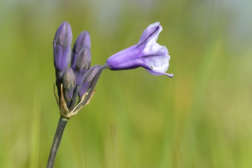Triteleia grandiflora (Wild hyacinth) — photo