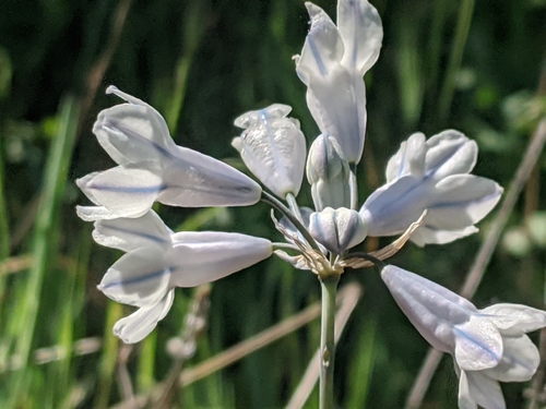 Triteleia grandiflora (Wild hyacinth) — photo