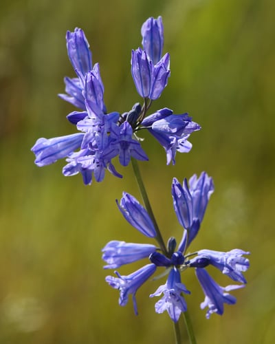 Triteleia grandiflora