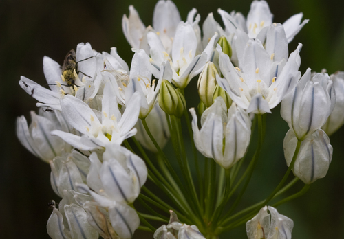 Triteleia hyacinthina (Hyacinth brodiaea) — photo
