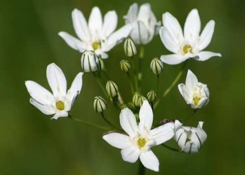 Triteleia hyacinthina (Hyacinth brodiaea) — photo