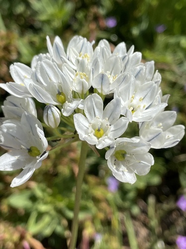 Triteleia hyacinthina