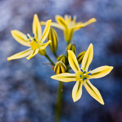 Triteleia ixioides (Pretty face) — photo