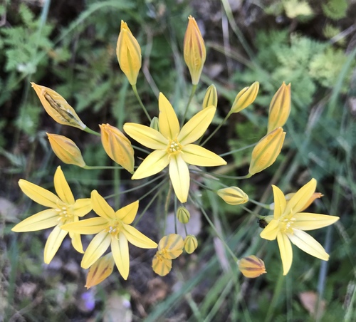 Triteleia ixioides (Pretty face) — photo