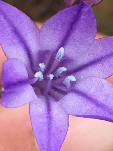 Triteleia laxa (Grassnut) — photo