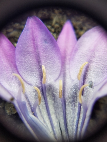 Triteleia laxa (Grassnut) — photo