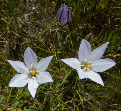Triteleia peduncularis (Longray tripletlily) — photo