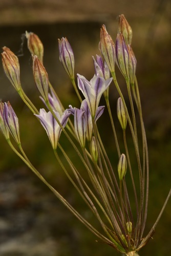Triteleia peduncularis (Longray tripletlily) — photo