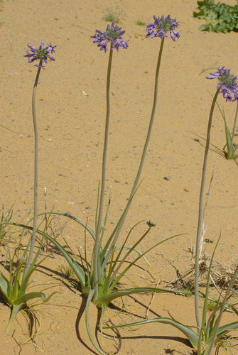 Triteleiopsis palmeri — photo