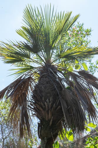 Trithrinax brasiliensis (Uruguay needle palm) — photo
