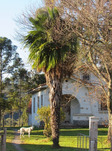 Trithrinax brasiliensis