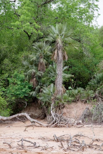 Trithrinax schizophylla — photo
