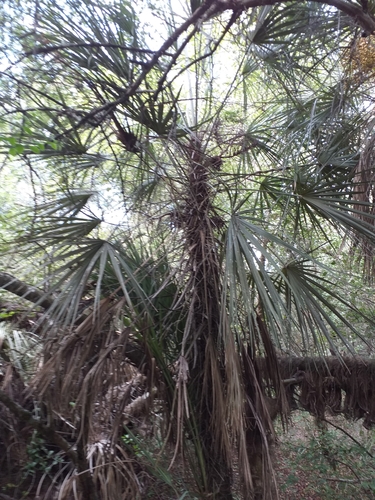 Trithrinax schizophylla