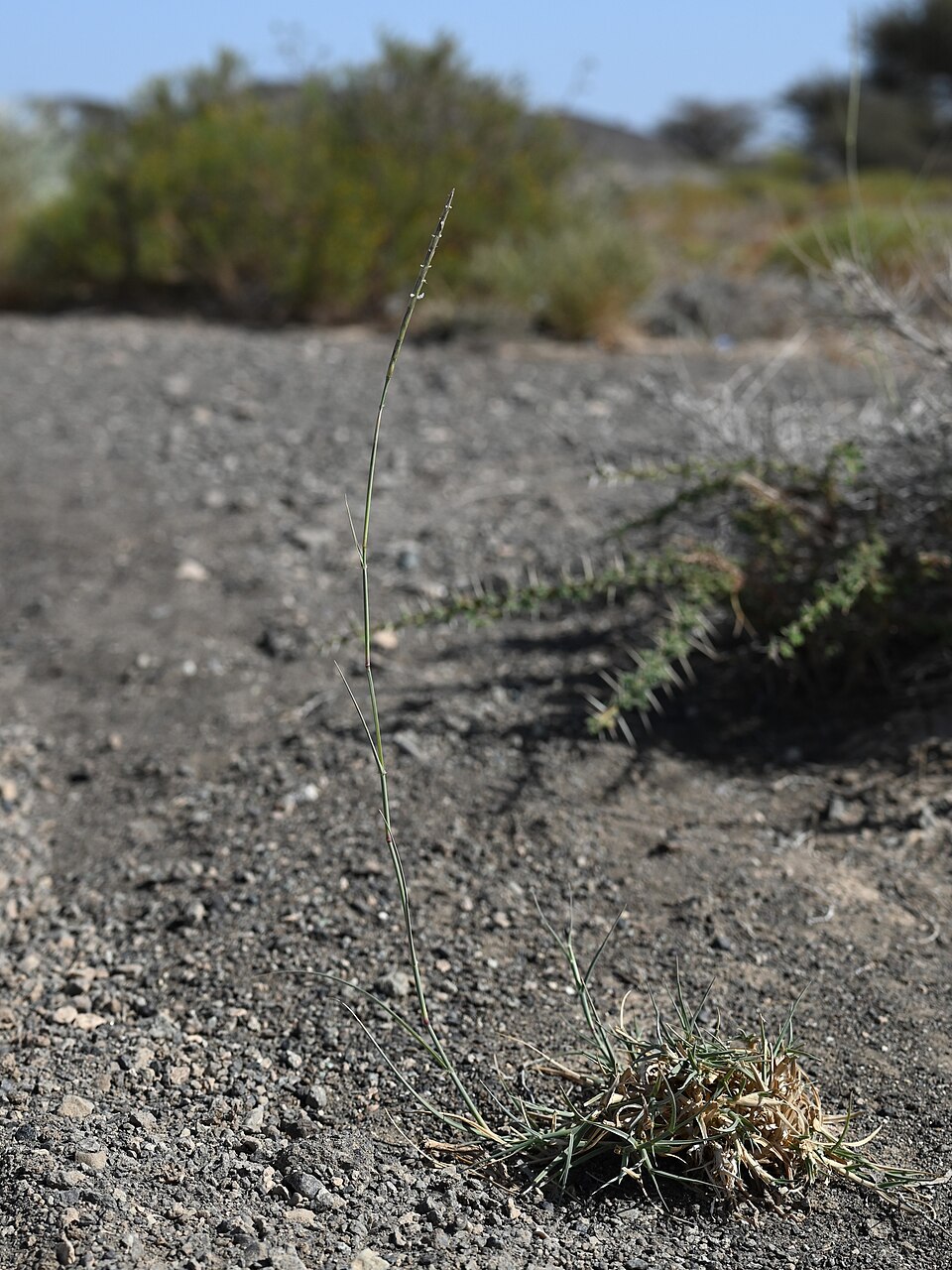 Triticum aegilopoides (Shiwan grass) — photo