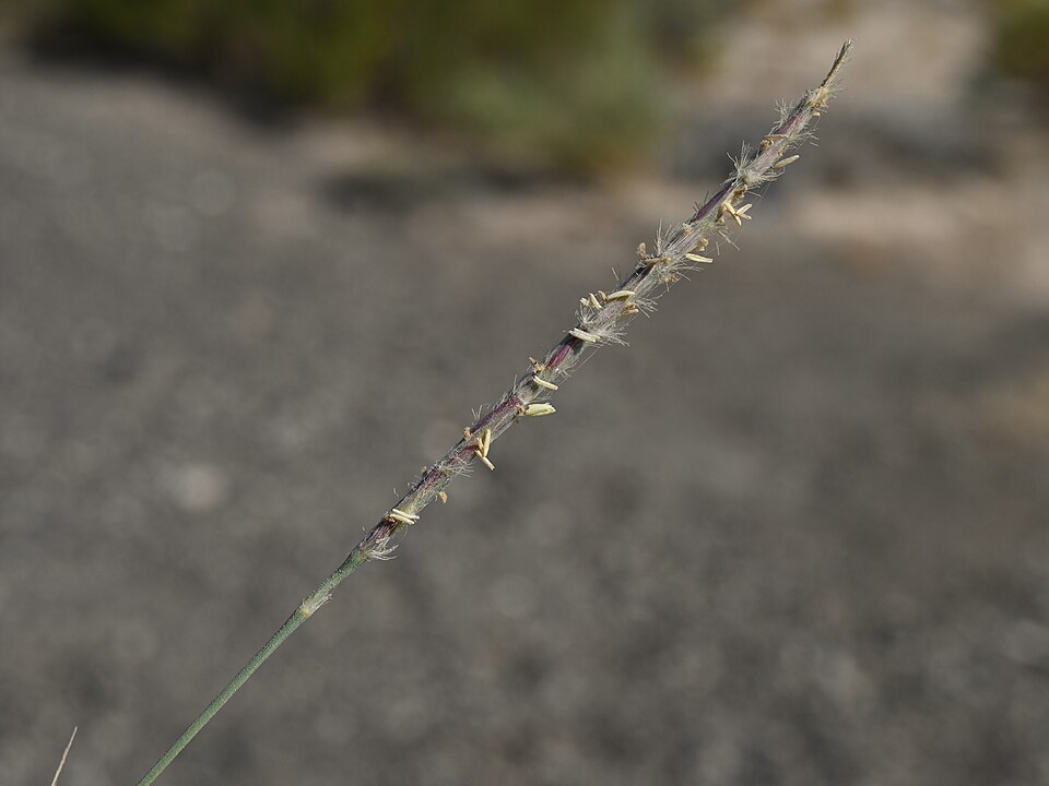 Triticum aegilopoides