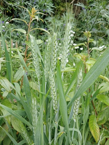 Triticum aestivum (Wheat) — photo
