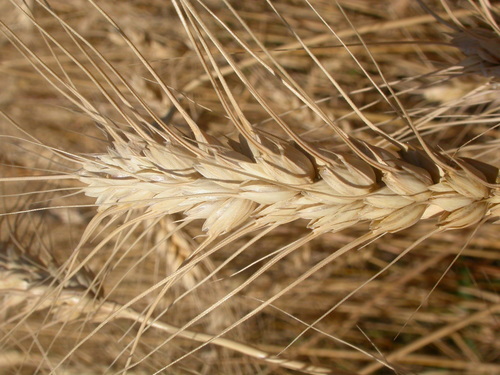 Triticum aestivum (Wheat) — photo