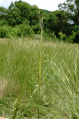 Triticum boeoticum (Wild einkorn) — photo
