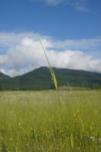 Triticum boeoticum