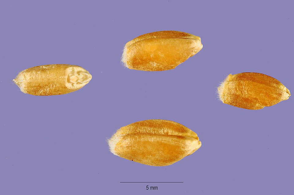 Triticum carthlicum