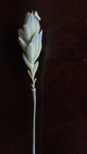 Triticum compactum (Club wheat) — photo