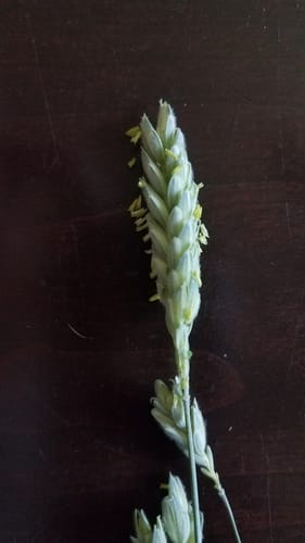 Triticum compactum (Club wheat) — photo