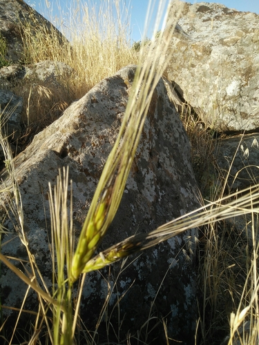 Triticum dicoccoides (Wild emmer) — photo