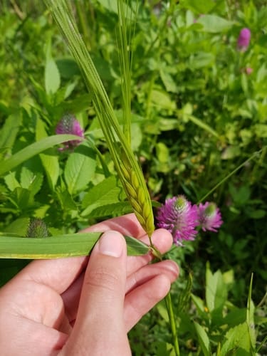 Triticum dicoccoides (Wild emmer) — photo