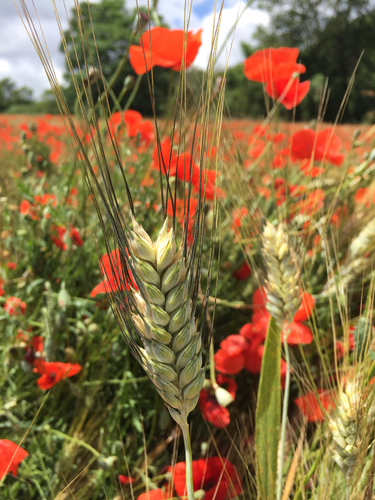 Triticum dicoccoides