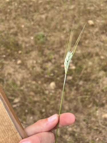 Triticum durum