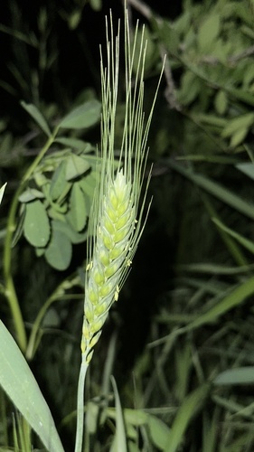 Triticum durum (Durum wheat) — photo