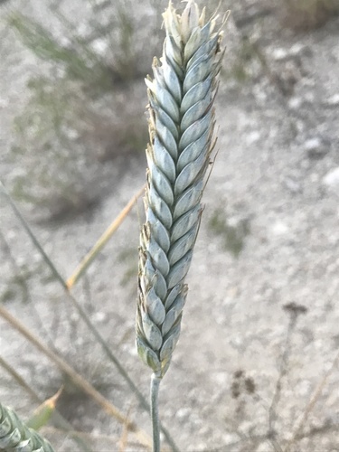 Triticum durum (Durum wheat) — photo